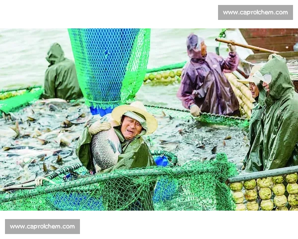 雨后水库捕鱼潮：千人围捕，有人日赚 1500 元