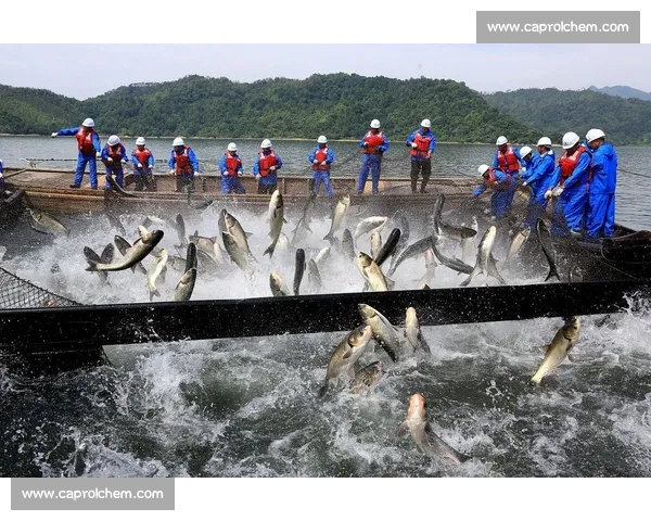 雨后水库捕鱼潮:千人围捕,有人日赚 1500 元 雨后水库捕鱼潮:千人围捕,有人日赚 1500 元